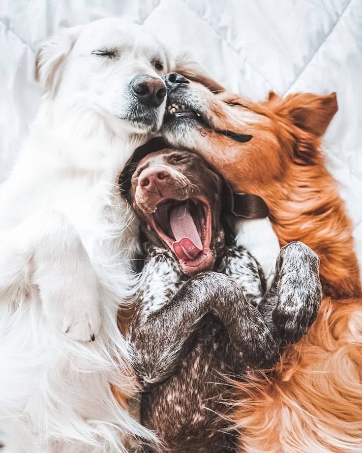 two dogs are playing with each other on the bed and one dog is yawning