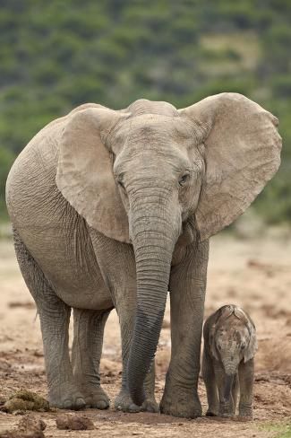 an adult elephant standing next to a baby elephant on a dirt road with trees in the background