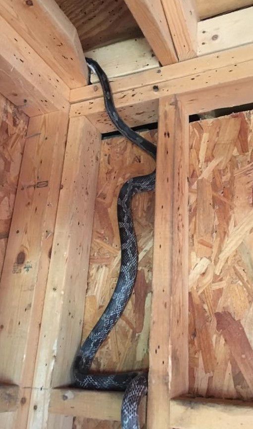 a snake is in the corner of a room with wooden walls and flooring on it