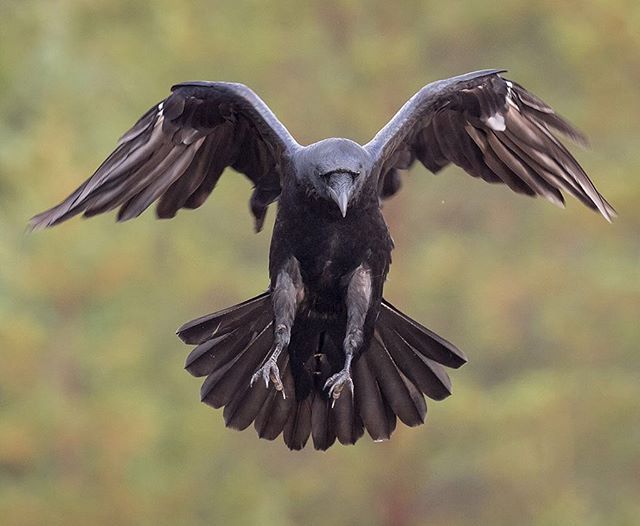 a large bird flying through the air with it's wings spread