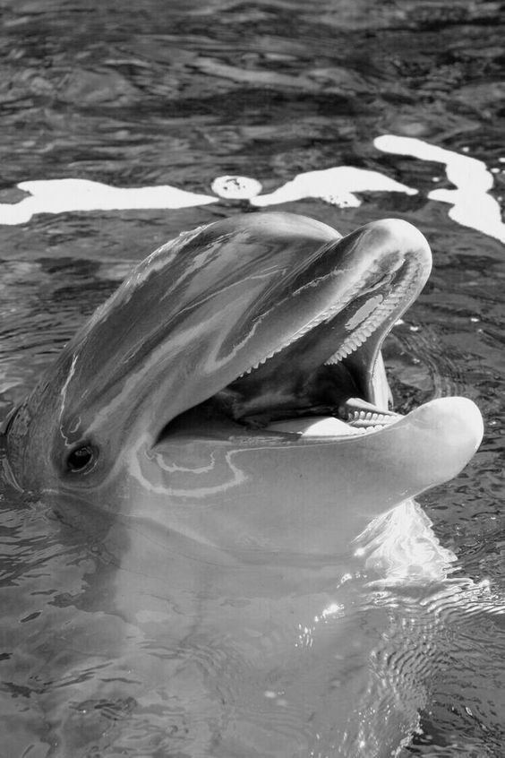 a black and white photo of a dolphin in the water with it's mouth open