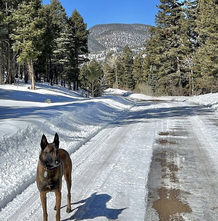 a dog standing in the middle of a snow covered road with pine trees on both sides