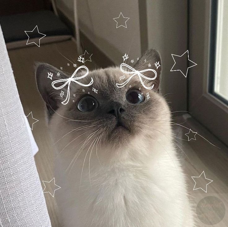 a cat is looking at the camera with stars drawn on it's face and eyes