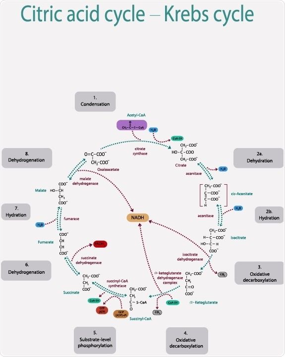 a diagram showing the steps in how to use krebs cycle