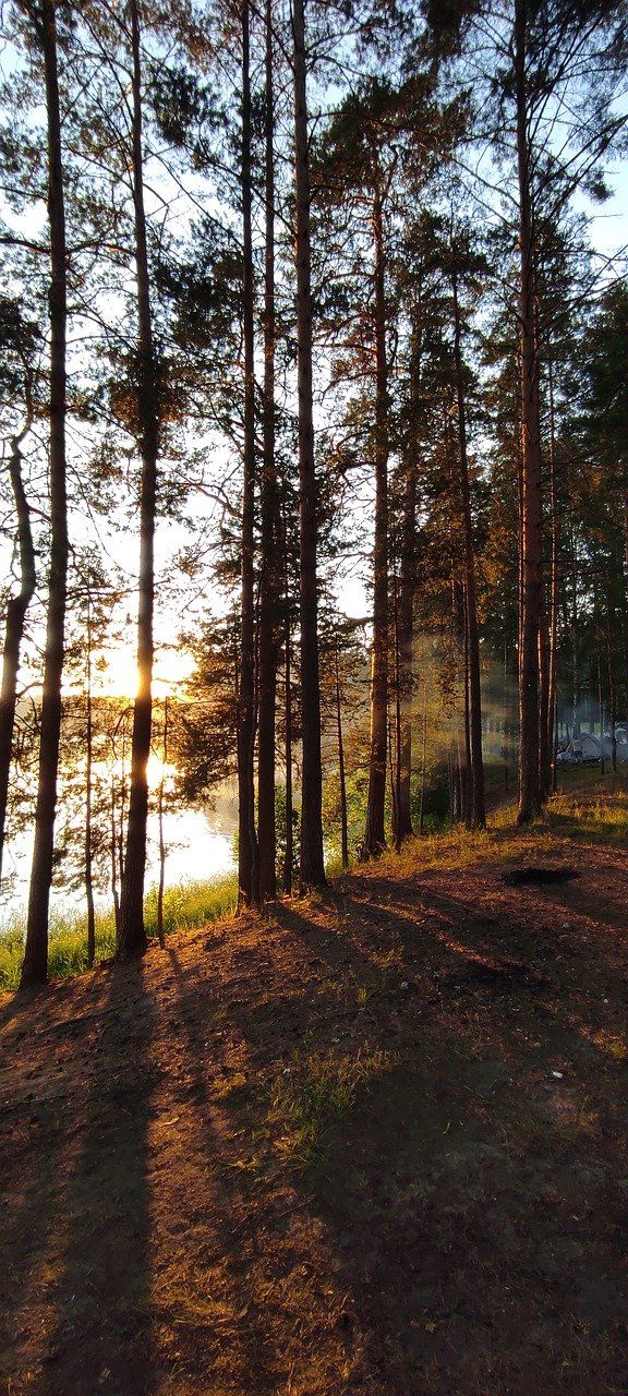 the sun is shining through the trees in the forest