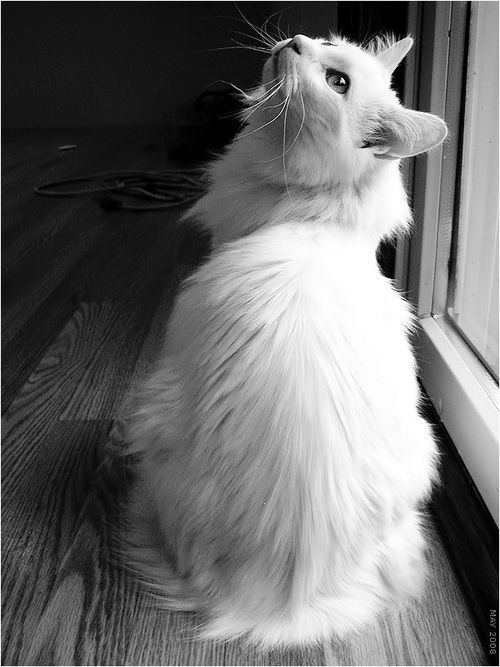 a black and white photo of a long haired cat looking out the window at something