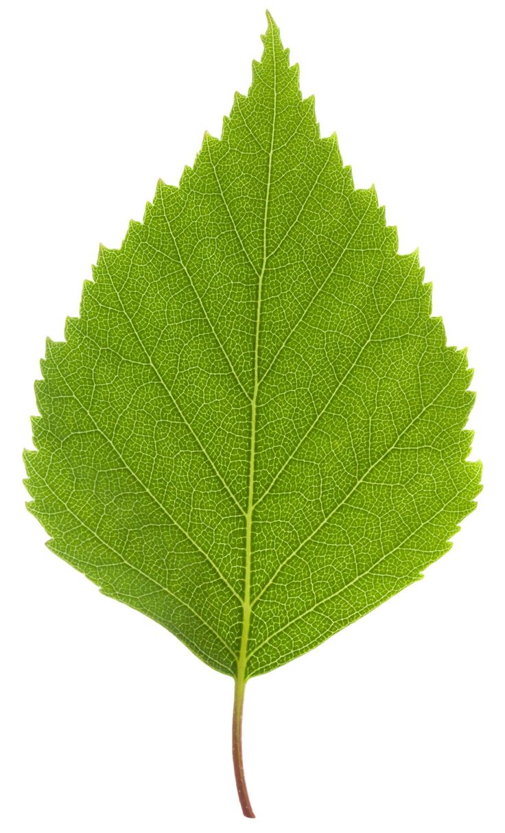 a green leaf is shown on a white background with clippings to the left