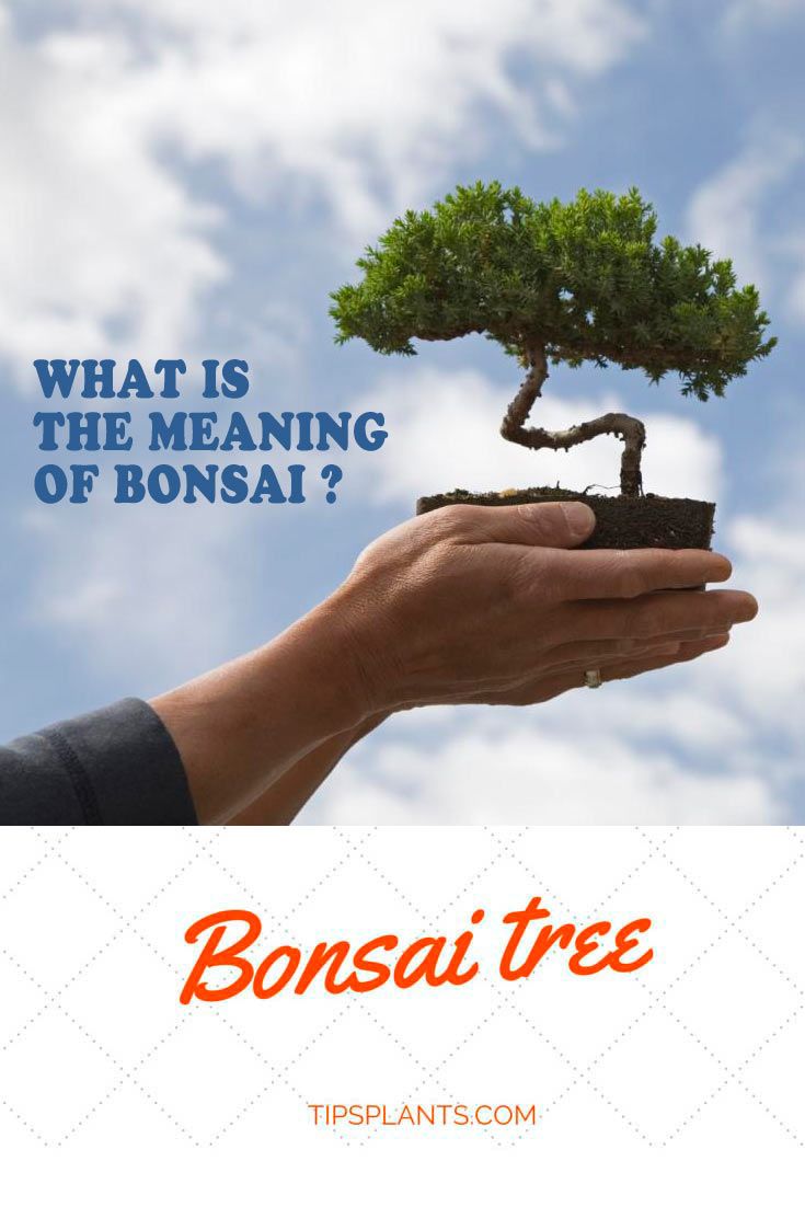 a bonsai tree being held by a hand with the words what is the meaning of bonsai?