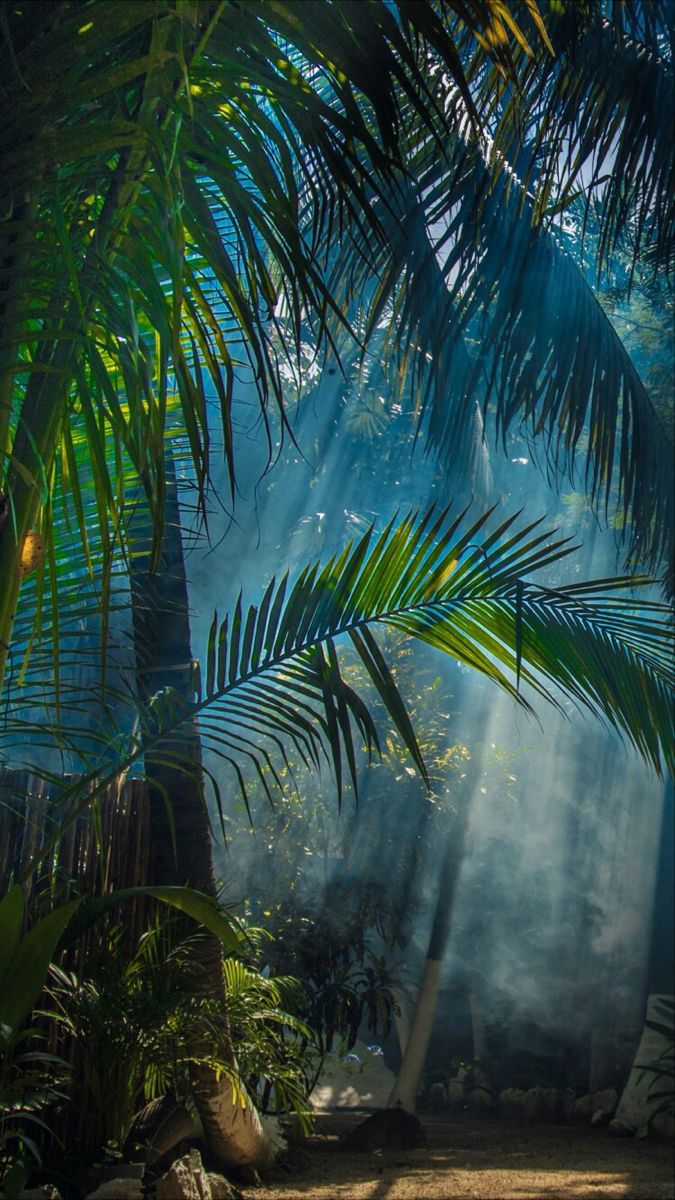 sunbeams shine through the leaves of palm trees