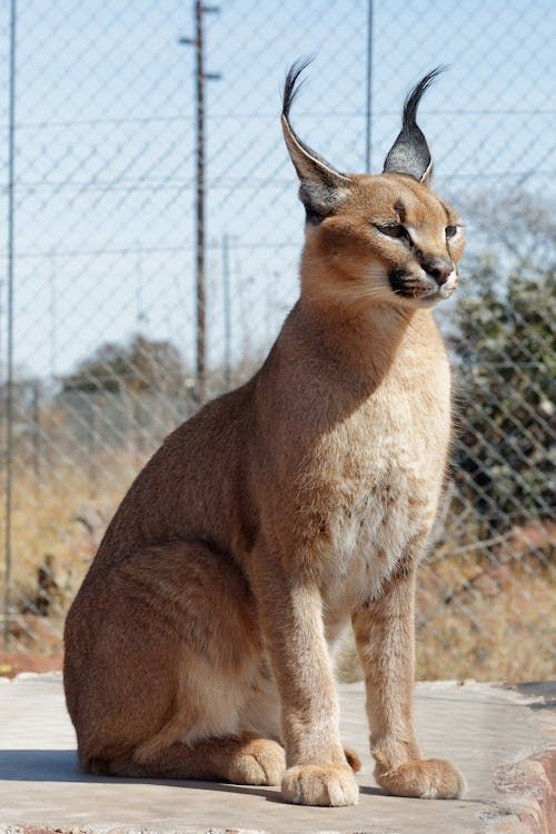 a brown cat sitting on top of a cement slab next to a chain link fence