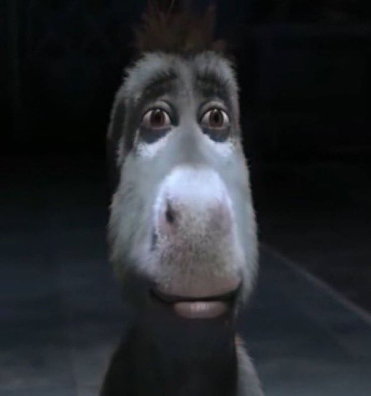 a close up of a donkey looking at the camera