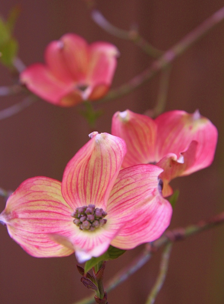 three pink flowers with green leaves on a branch in front of a brown wall and purple background