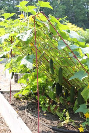 a garden with many plants growing in it