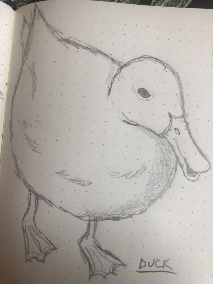 a pencil drawing of a duck on a notebook with the words duck written in it