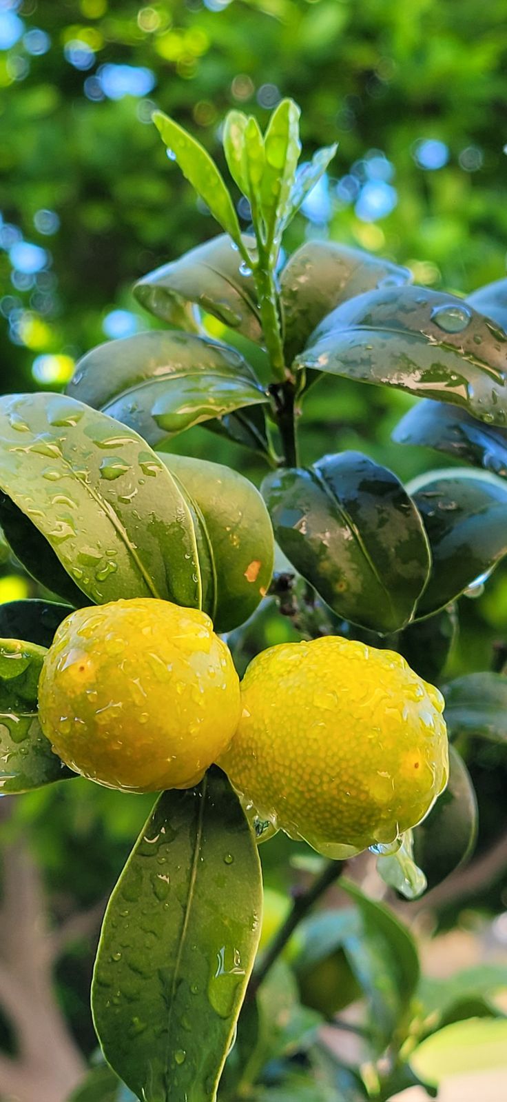 two lemons hanging from a tree with water droplets on them