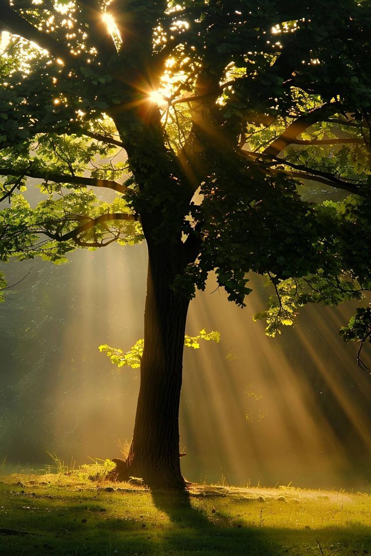 the sun shines through the trees on a sunny day