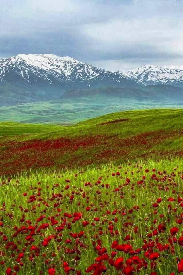 a field full of red flowers with snow capped mountains in the background