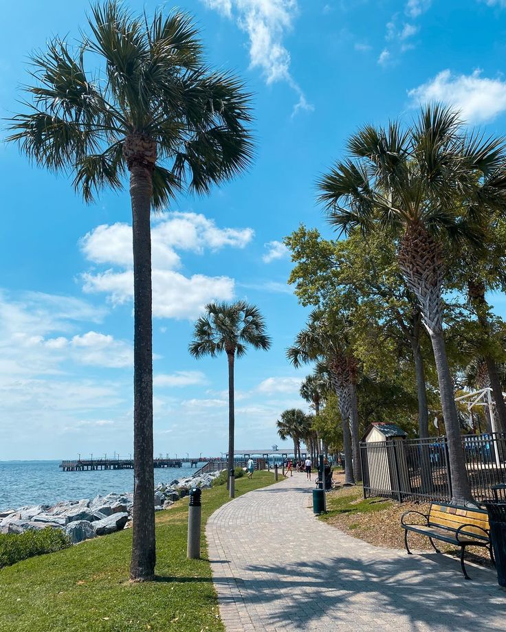 palm trees and benches along a path near the water