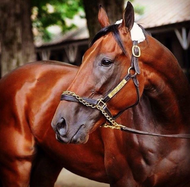 a brown horse standing next to a woman holding the reigns on it's bridle