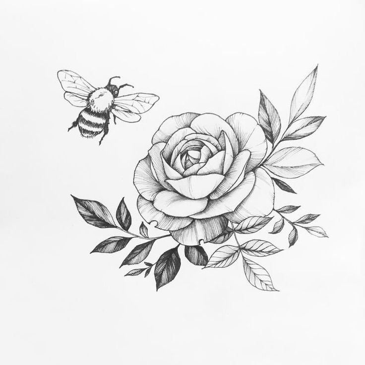 a rose and a bee on a white background