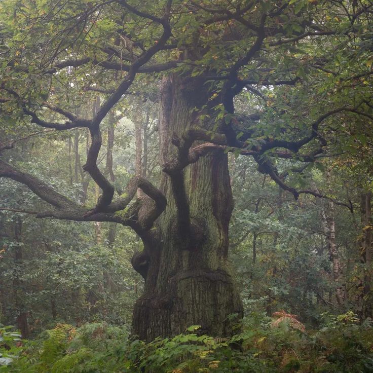 an old tree in the middle of a forest