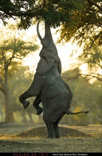 an elephant standing on its back legs with it's trunk up in the air