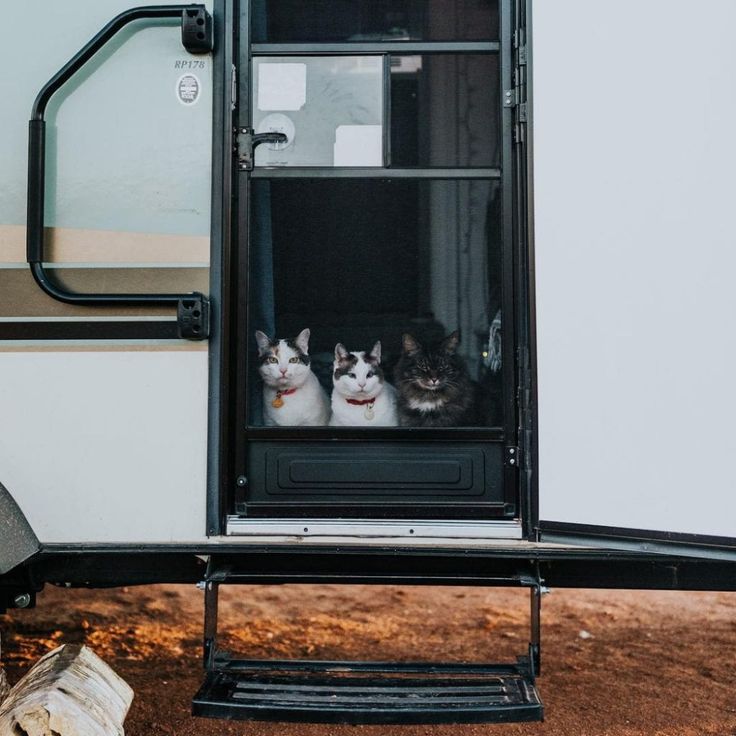 three cats sitting in the window of an rv