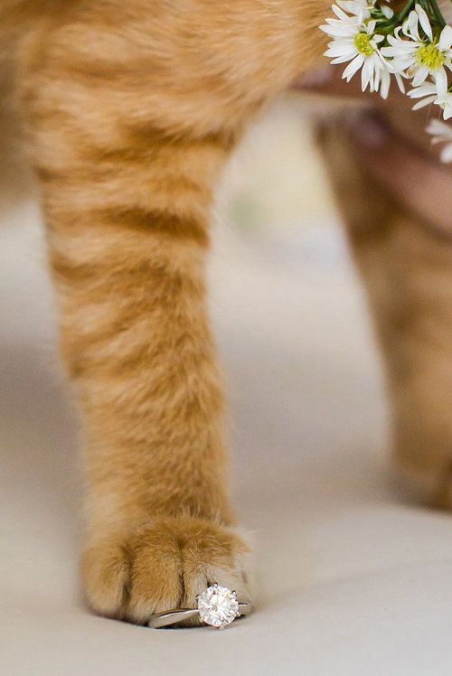 a close up of a cat's paw with flowers in it