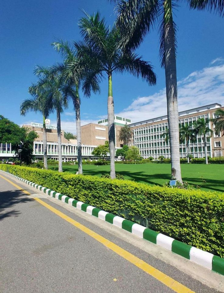 palm trees line the street in front of a large building