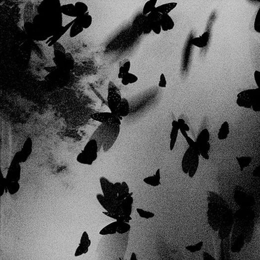 black and white photograph of butterflies flying in the air