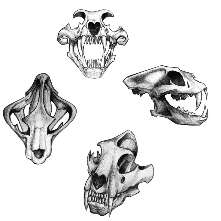 three different types of skulls with their mouths open