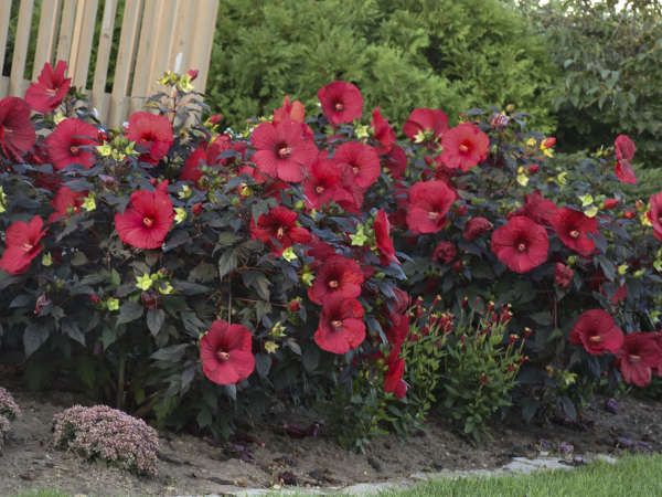 red and yellow flowers are growing in the garden