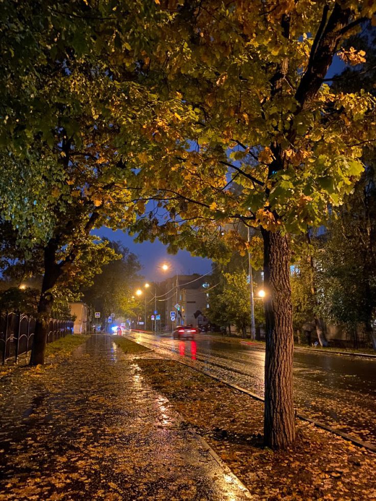 a wet street at night with the lights on and trees in the foreground covered by fallen leaves