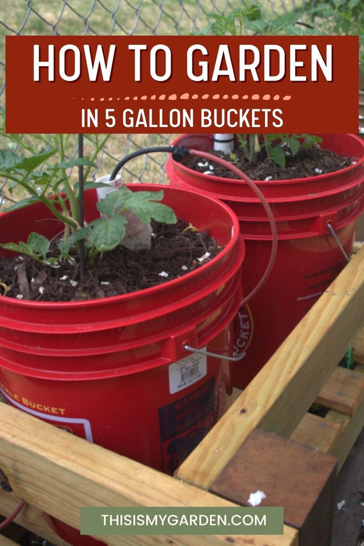 three red buckets with plants growing in them