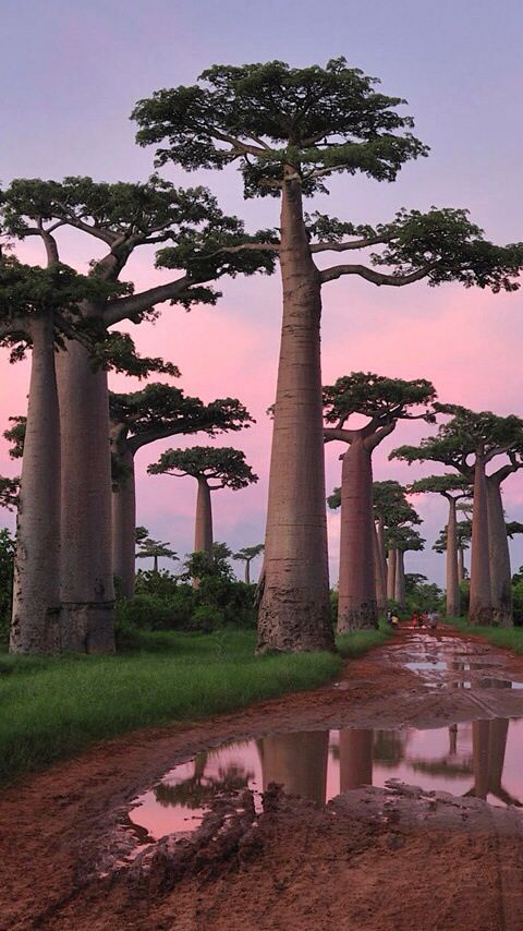 a dirt road surrounded by tall trees with water puddles on the ground in front of them