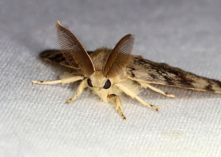 a close up of a moth on a white surface with its wings spread wide open