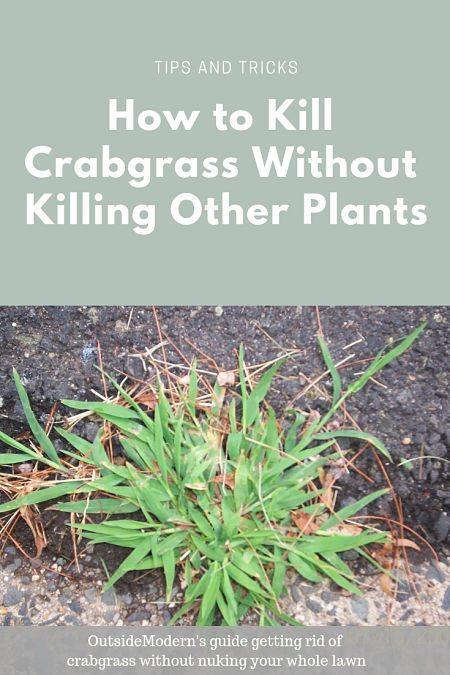 an image of how to kill crabgrasss without killing other plants in the garden