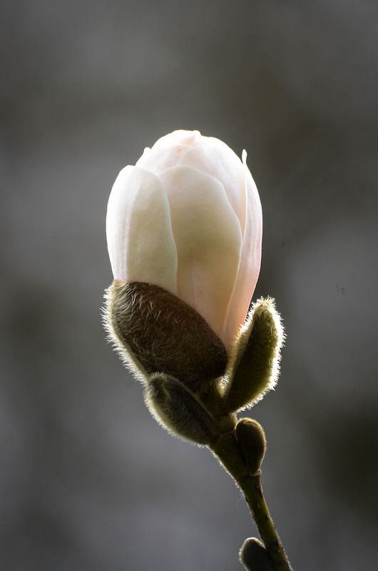 a single white rose bud on a twig