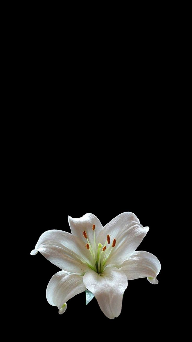 a white flower on a black background with space for the wording in the center