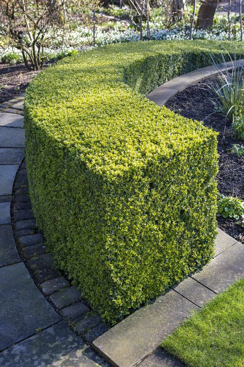 a large boxwood hedge in the middle of a garden