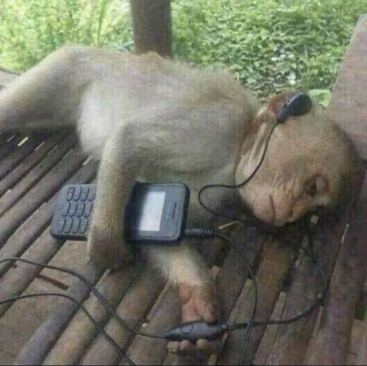 a monkey laying on top of a wooden table next to a cell phone and headphones