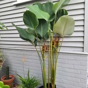 some plants that are sitting in front of a house