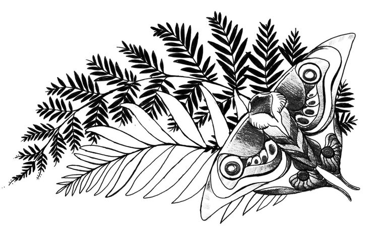 a black and white drawing of a butterfly on a leafy branch with leaves around it