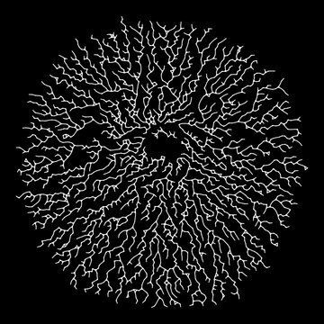 an abstract white coral on a black background