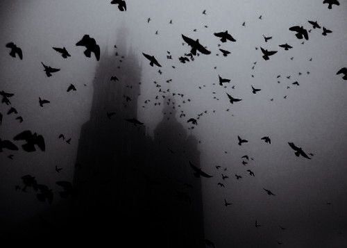 a flock of birds flying in front of a tall building on a foggy day