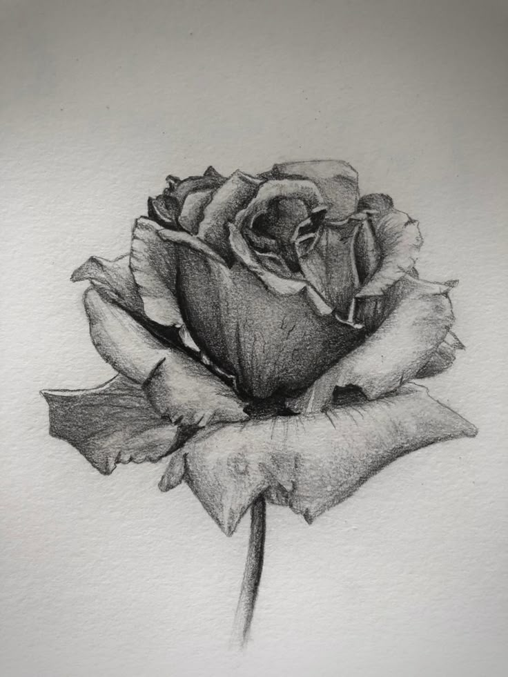 a black and white drawing of a rose