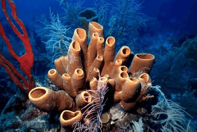 an underwater scene with corals and seaweed