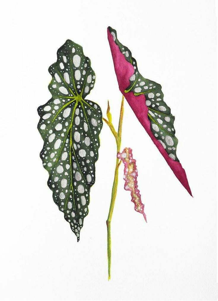 two green and pink leaves with white dots on them, next to a single flower