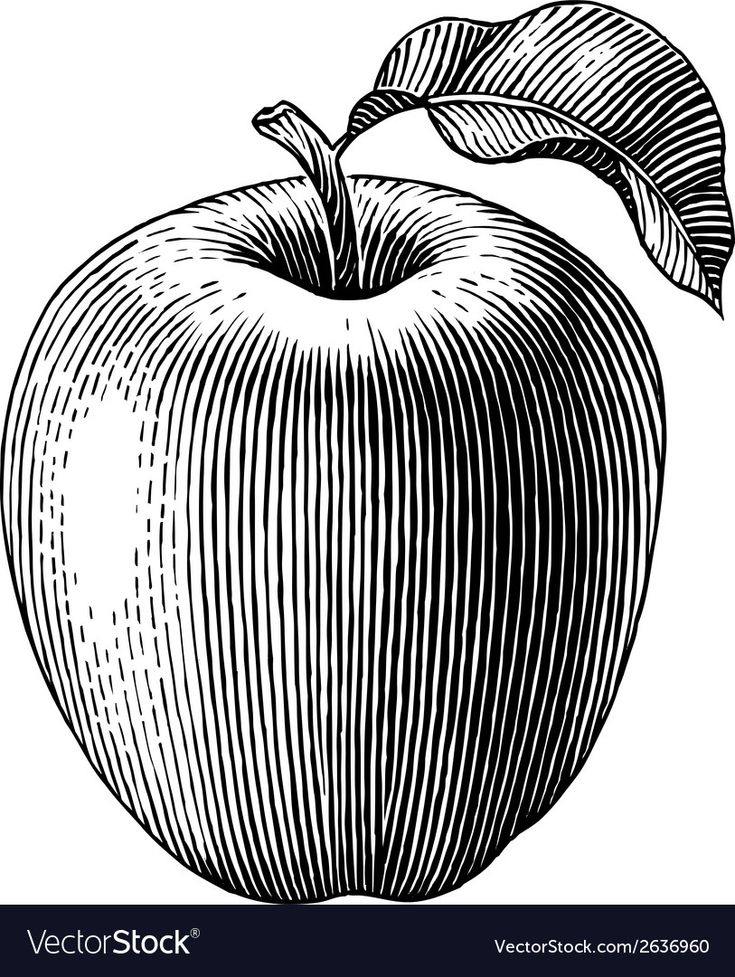 Bob Venables, Scratchboard Illustration, Apple Tattoo, Apple Illustration, Apple Vector, Ink Pen Art, Contour Line, Apple Art, Engraving Illustration