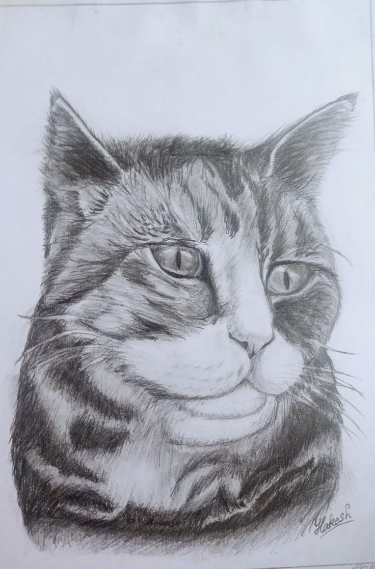 a pencil drawing of a cat's face